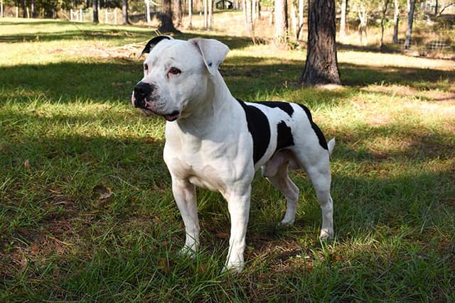 Bulldog