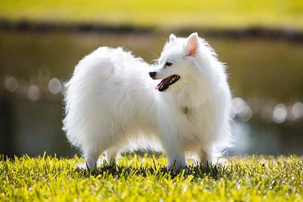 American Eskimo Dog