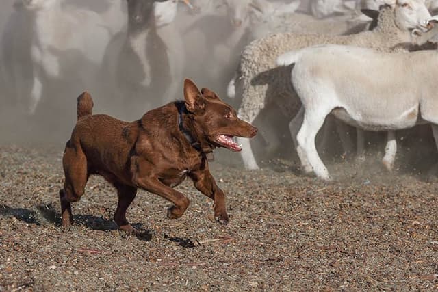 Australian Kelpie