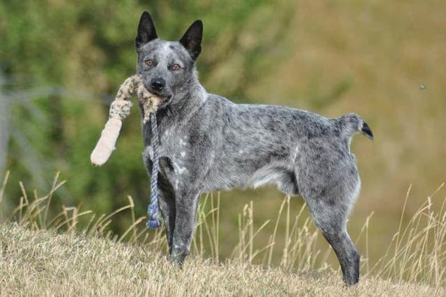 Australian Stumpy Tail Cattle Dog