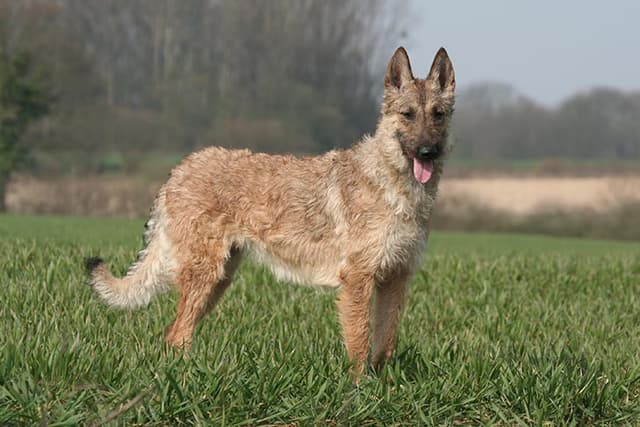 Laekenois