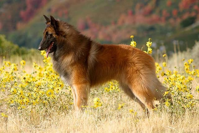 Tervuren
