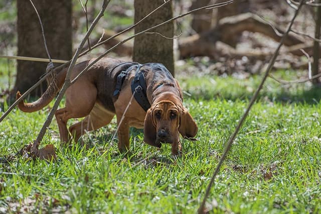 Bloodhound