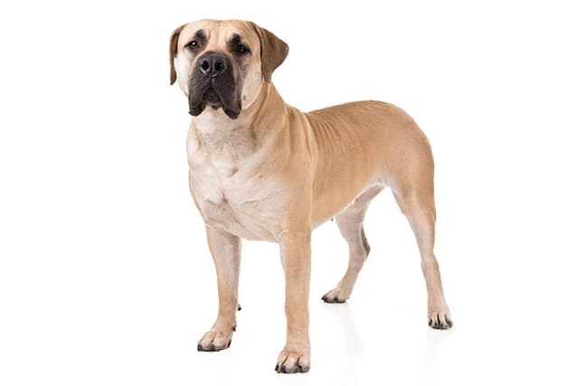 Boerboel