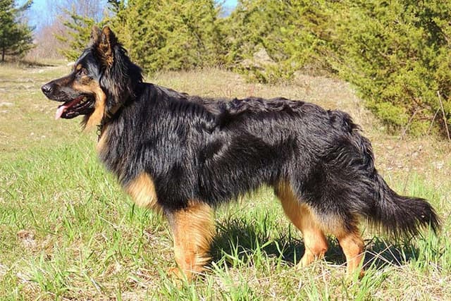 Bohemian Shepherd