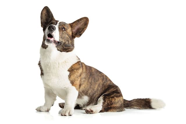 Cardigan Welsh Corgi