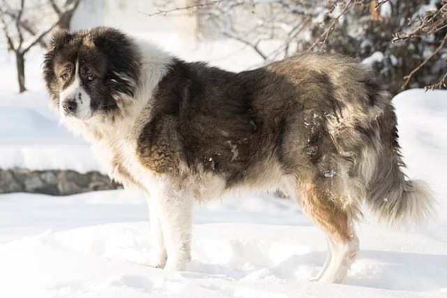 Caucasian Shepherd Dog