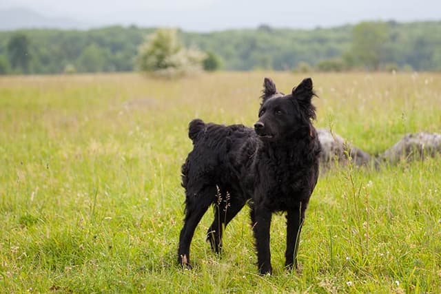 Croatian Sheepdog