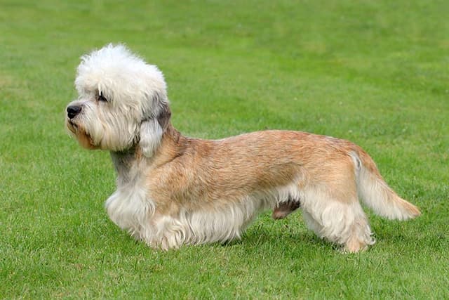 Dandie Dinmont Terrier