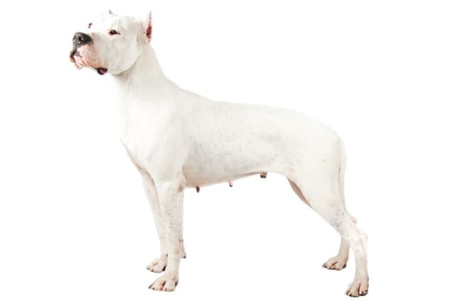 Dogo Argentino