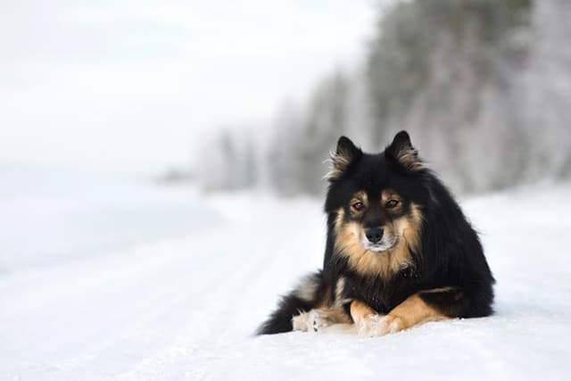 Finnish Lapphund