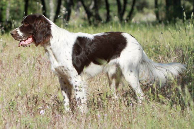 French Spaniel