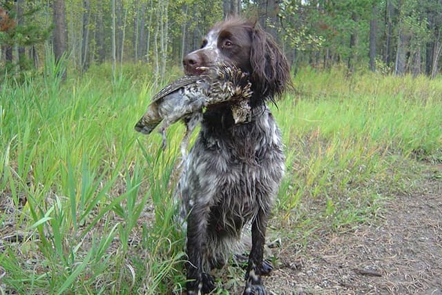 German Longhaired Pointer