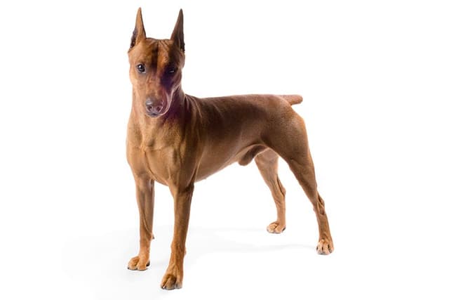 German Pinscher
