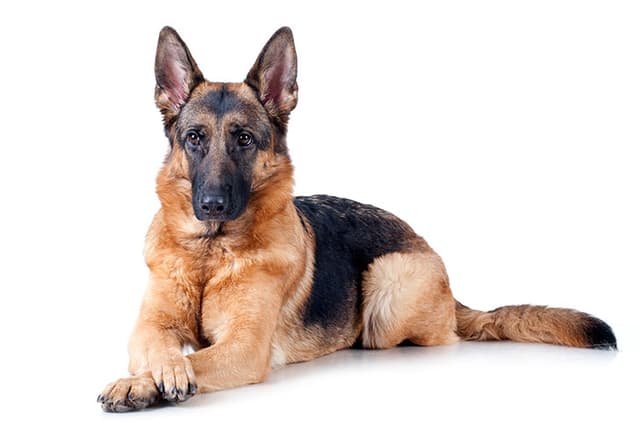 German Shepherd dog