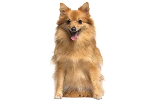 German Spitz