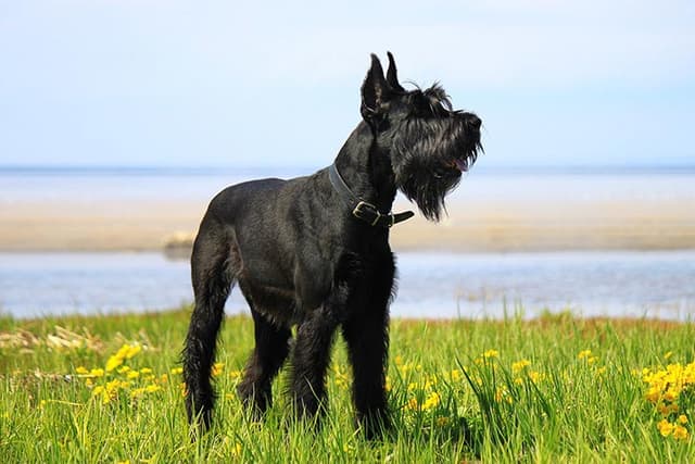 Schnauzer