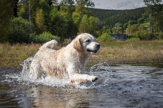 Golden Retriever