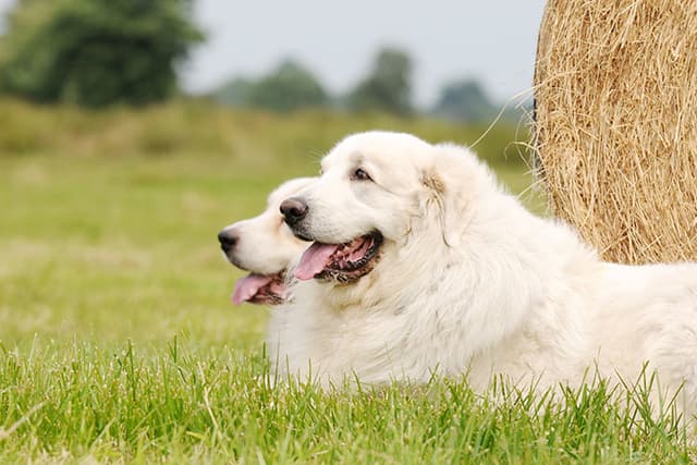 Great Pyrenees