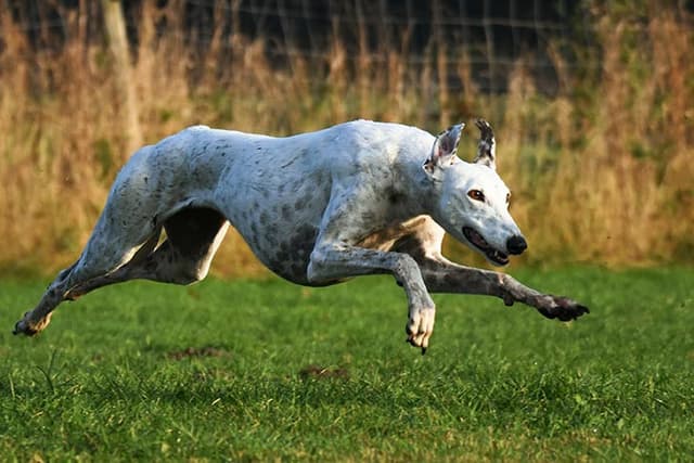 Greyhound