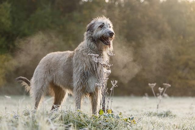 Irish Wolfhound