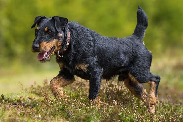 Jagdterrier