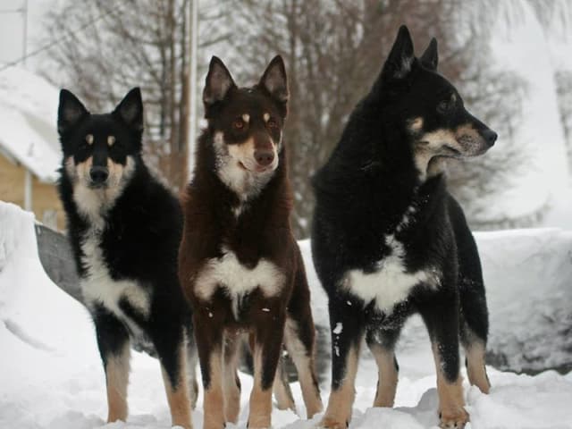Lapponian Herder