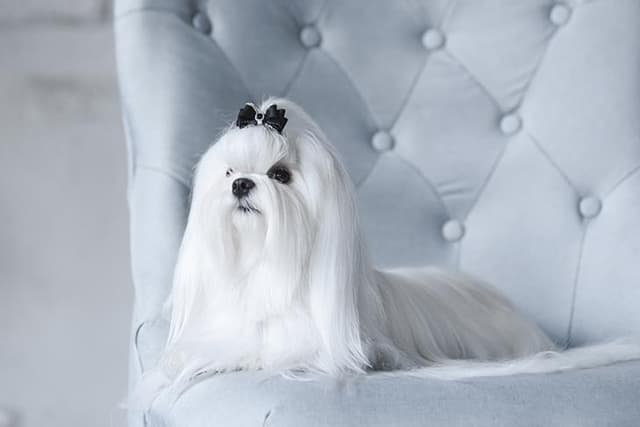 Maltese