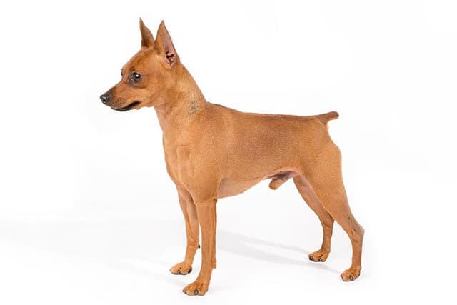 Miniature Pinscher