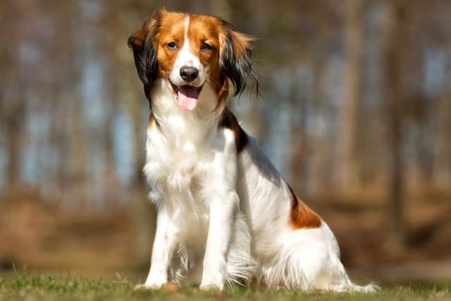 Kooikerhondje