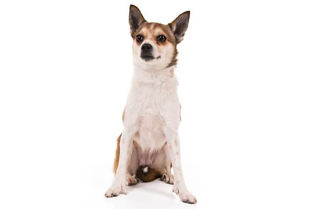 Norwegian Lundehund