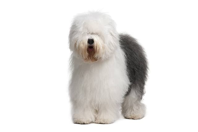 Old English Sheepdog