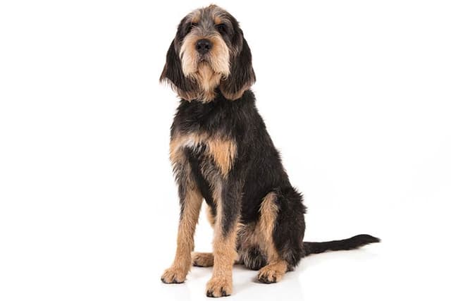 Otterhound