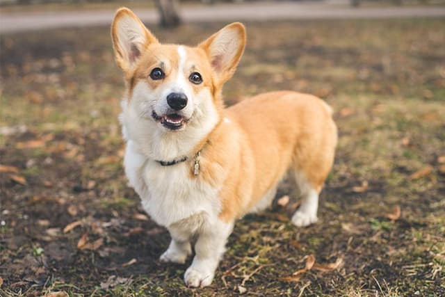 Pembroke Welsh Corgi