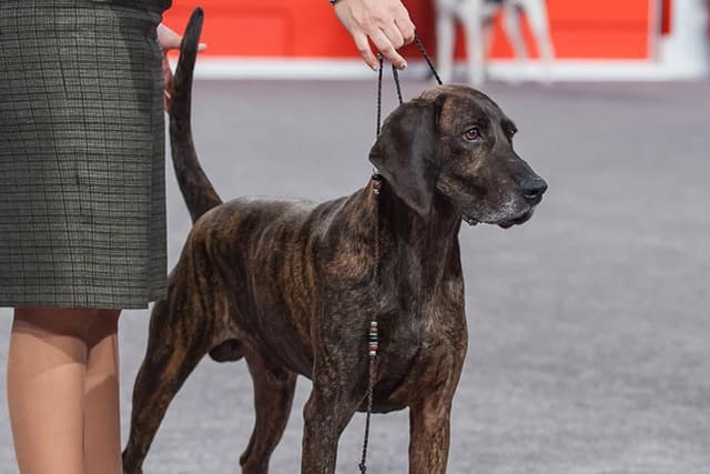 Plott Hound