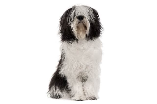Polish Lowland Sheepdog