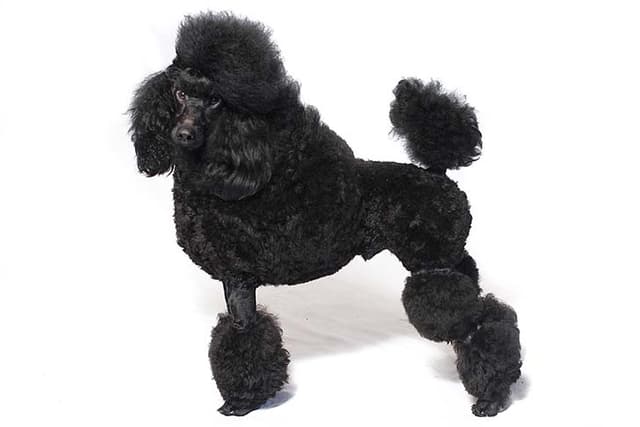 Poodle