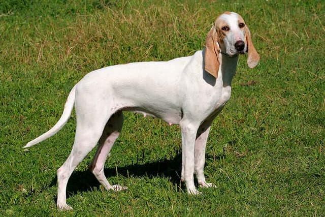 Porcelaine