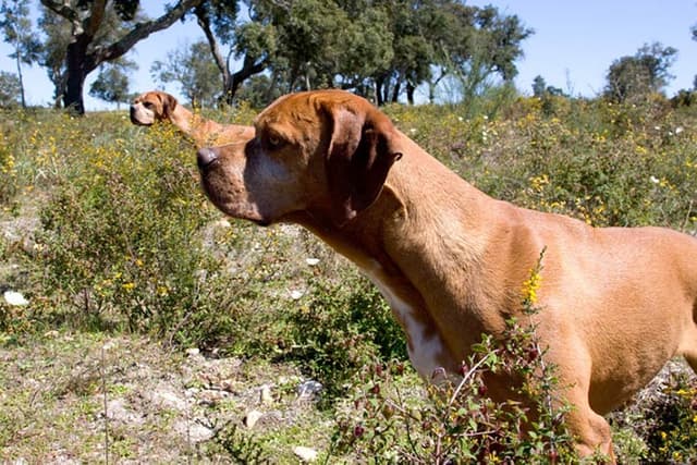 Portuguese Pointer