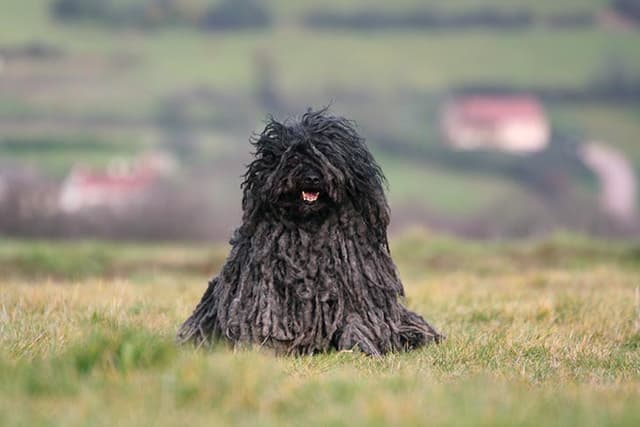 Puli