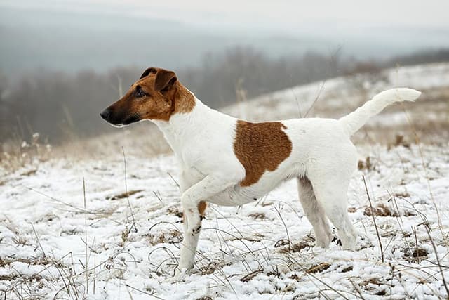 Fox Terrier