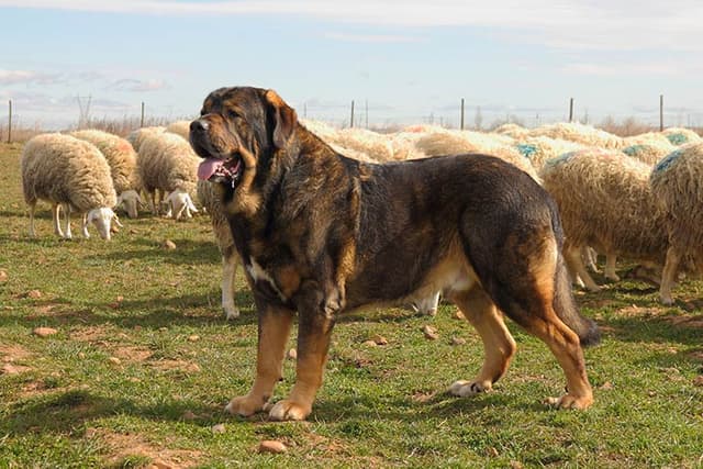 Spanish Mastiff