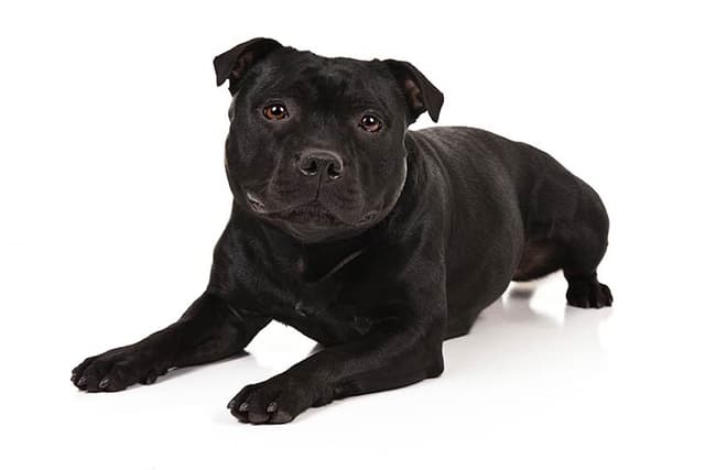 Staffordshire Bull Terrier
