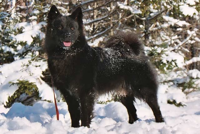 Swedish Lapphund