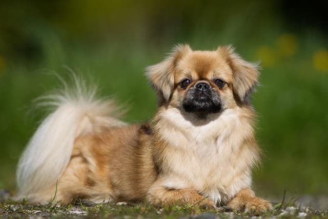 Tibetan Spaniel