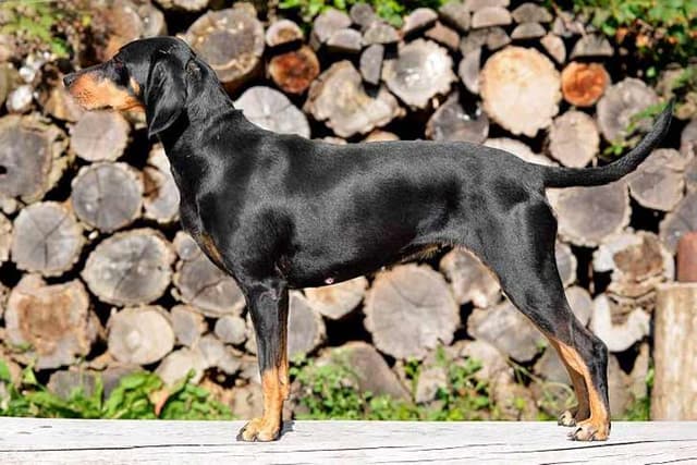 Transylvanian hound