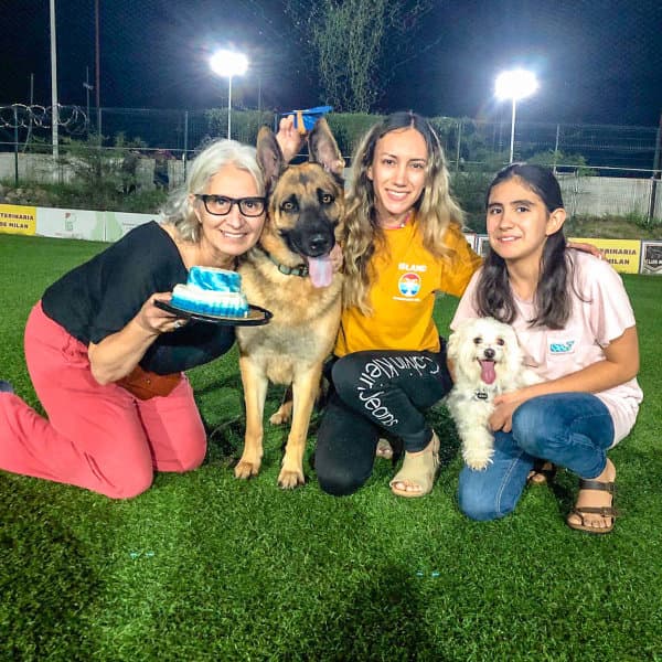 Perro feliz entrenando