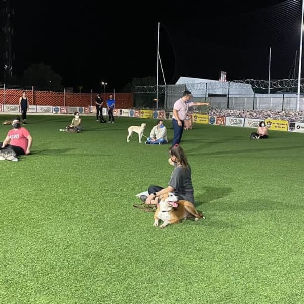 Perro aprendiendo obediencia básica