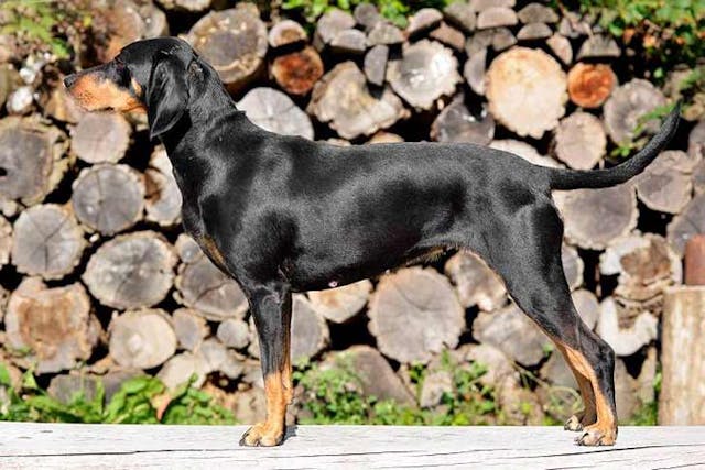 Transylvanian hound